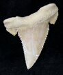 Beautiful Palaeocarcharodon Fossil Shark Tooth - #19786-1